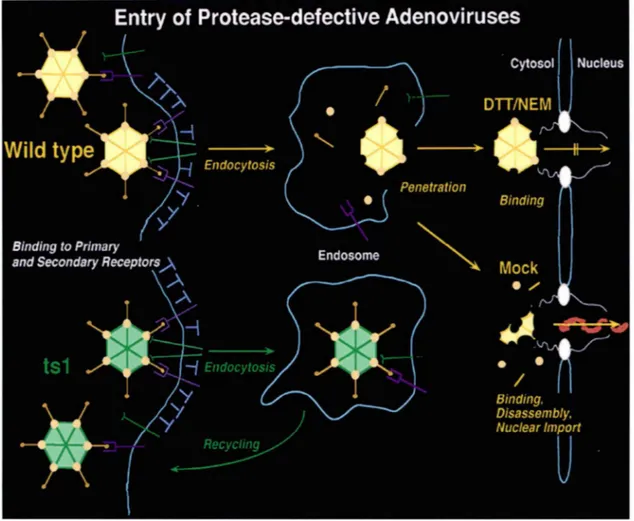 Figure 3 : Pénétration et décapsidation des adénovirus : type sauvage, des adénovirus  dont la protéase est inactivée par DTT/NEM ou des adénovirus dépourvus de protéase  (mutant thermosensible tsl)