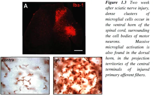Figure 1.3 Two week  after sciatic nerve injury,  dense clusters of  microglial cells occur in  the ventral horn of the  spinal cord, surrounding  the cell bodies of motor 