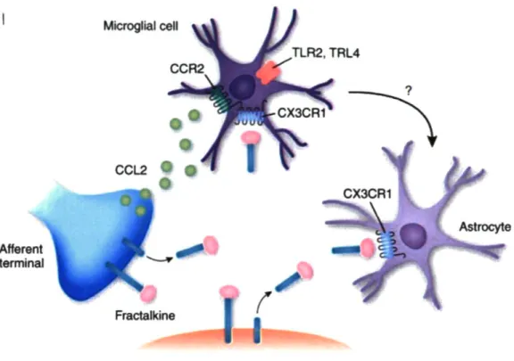 Figure 1.4 Microglial recruitment depends on signaling pathways involving  chemokine CCL2 (MCP-1) and its receptor CCR2