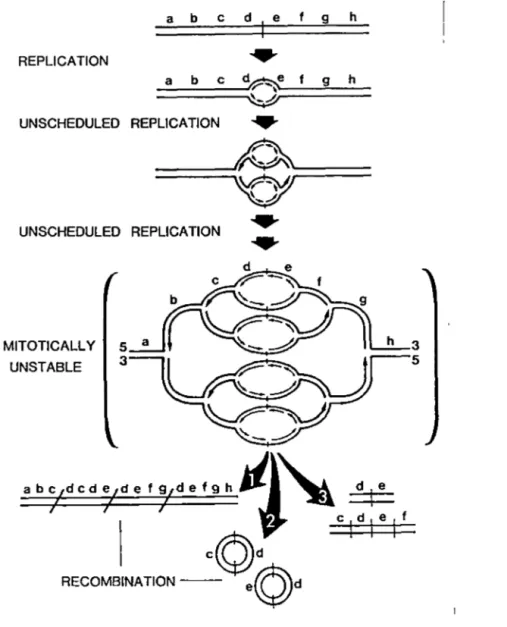 Figure 2. Amplification et excision d' ADN selon le modèle de la pelure d'oignon. 