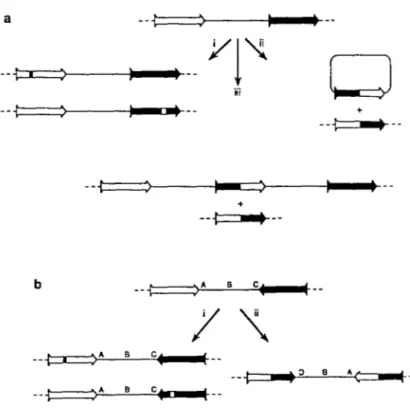 Figure 3. Recombinaison homologue intramoléculaire. 