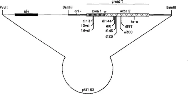 Figure 4. Représentation des  divers plasmides utilisés. 