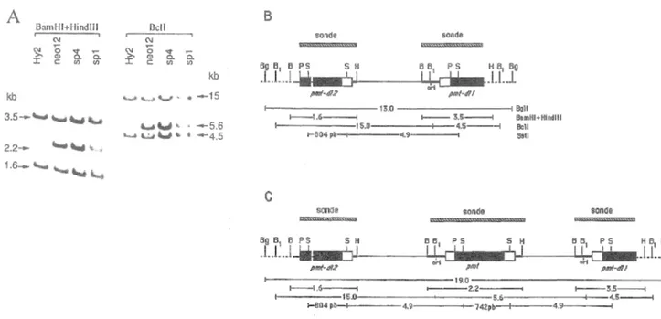 Figure 6. Analyse par blot de Southern de  l'  ADN des  transformants spontanés de la lignée Hy2