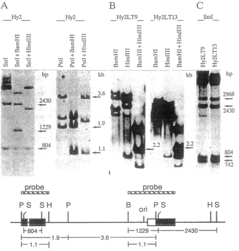 Figure 7. Analyse de la structure des séquences virales dans la lignée Hy2. 