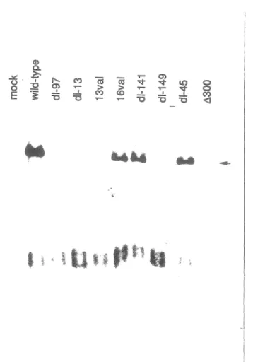 Figure 8. Efficacité de réplication des antigènes grand T mutants. 