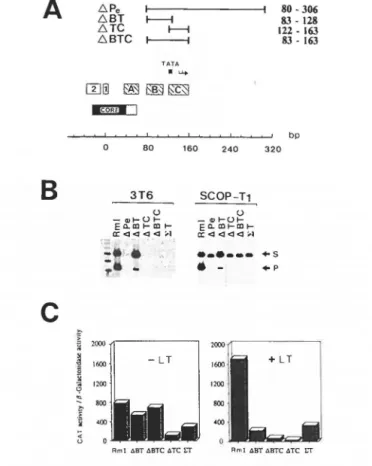 Figure 3.  Effect of deleting  EP on recombination  between the  S  repeats.  A. 