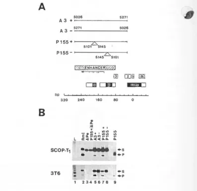 Figure 4. Co-transfection of mutant ABT with wild-type  Py  DNA. Mutant ABT  (2  µ.g)  was transfected into 3T6 cells either alone or together with  recombinant  plasmid pPB2 l  (27) which includes a single copy of  Py  DNA