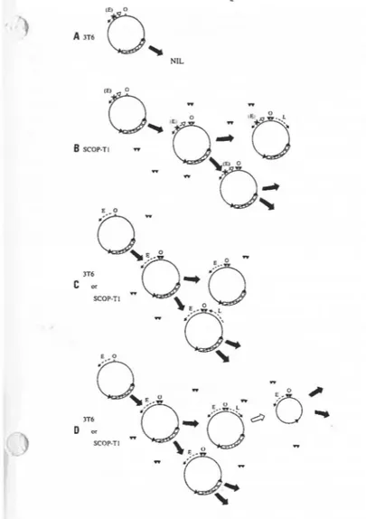 Figure 6.  Fate of  Rml,  wild-type or mutant,  in 3T6 and  '  scop-TI  cells.  A. EP  mutant  RmI  in 3T6 cells