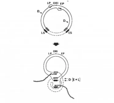 Figure 7. Bidirectional transcription in RmI would displace complementary strands  and this may allow them to anneal