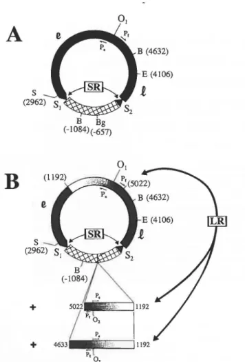 FIG.  1.  Templates for  intramolecular homologous  recombination. 