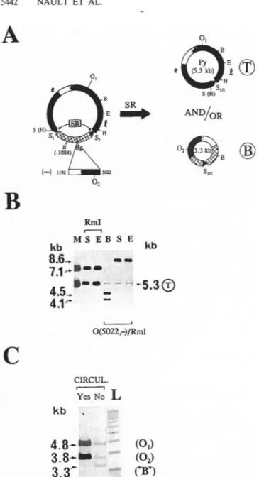 FIG.  2.  Recombination  in  Rml and  0(5022,  - )/Rml.  (A)  Map of  0(5022, -)/Rml (8.6 kb) and potential T and B products