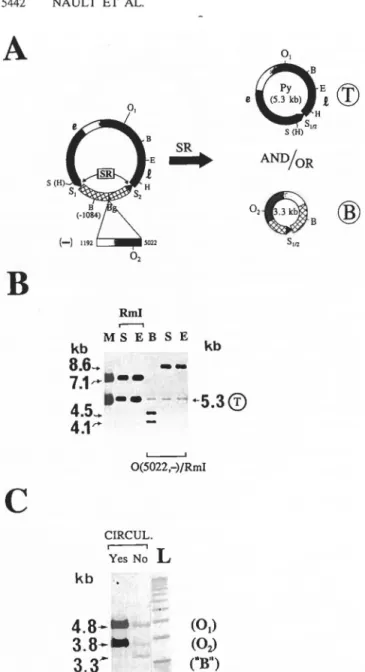 FIG.  2.  Recombination  in  Rml and  0(5022,  - )/Rml.  (A)  Map of  0(5022, -)/Rml (8.6 kb) and potential T and B products