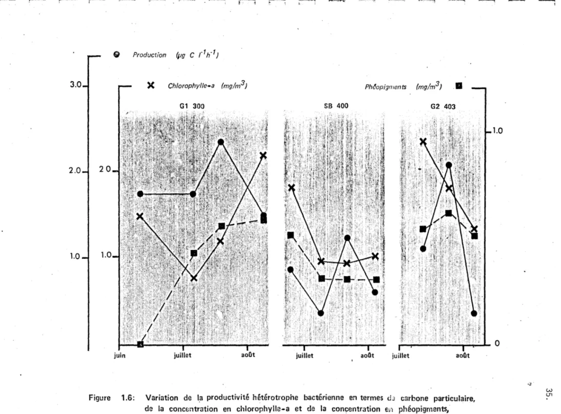 Figure  1.6:  Variation  de  l,a  productivité  hétérotrophe  bactérienne  en  termes  clJ  carbone  particulaire,  de  la  concentration  en  chlorophylle-a  et  de  la  conçentration  en  phéopigments, 