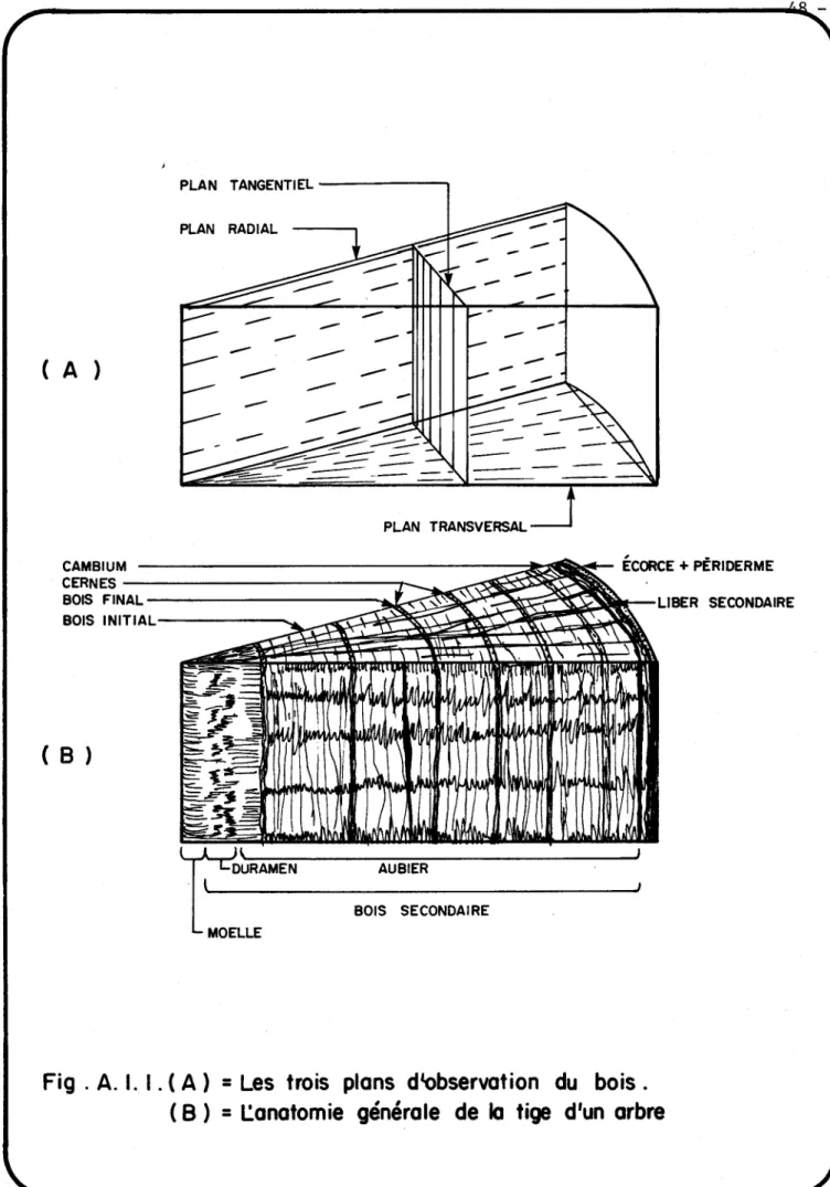 Fig  .  A.  1.  1 . ( A)  =  Les  trois  plans  dlobservation  du  bois. 