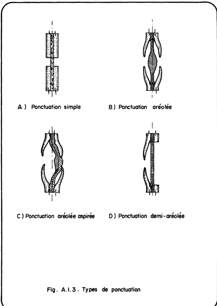 Fig.  A.1. 3.  Types  de  ponctuation 