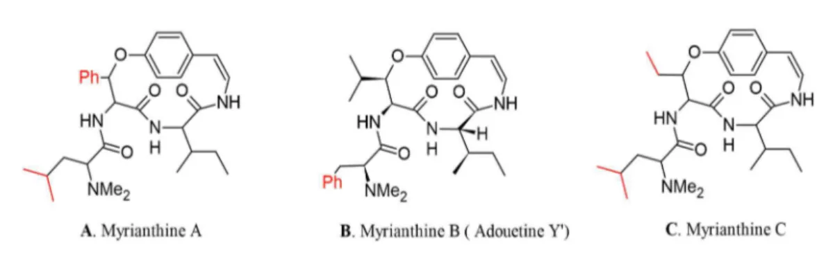 Figure I-8 Structure chimique des alcaloïdes cyclopeptidiques isolés des feuilles de M