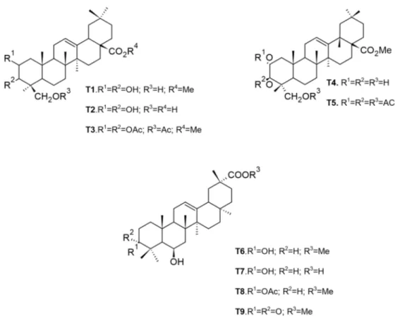 Figure I-17  Structures chimiques de triterpènes de type oléanane isolés des écorces de tronc et du bois de  racines de M