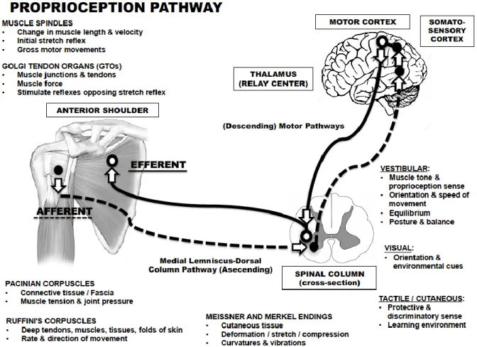 Figure 4 Caption: Graphical depiction of the shoulder proprioception pathway. 