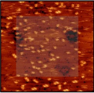 Figure 2.3  Large scan (30 nm Ö 30 nm) STM image of TFPE on Pt(111) at 233 K. The interior grated part (20 nm Ö 20 nm) was scanned for ∼ 23 min before acquisition of the whole image
