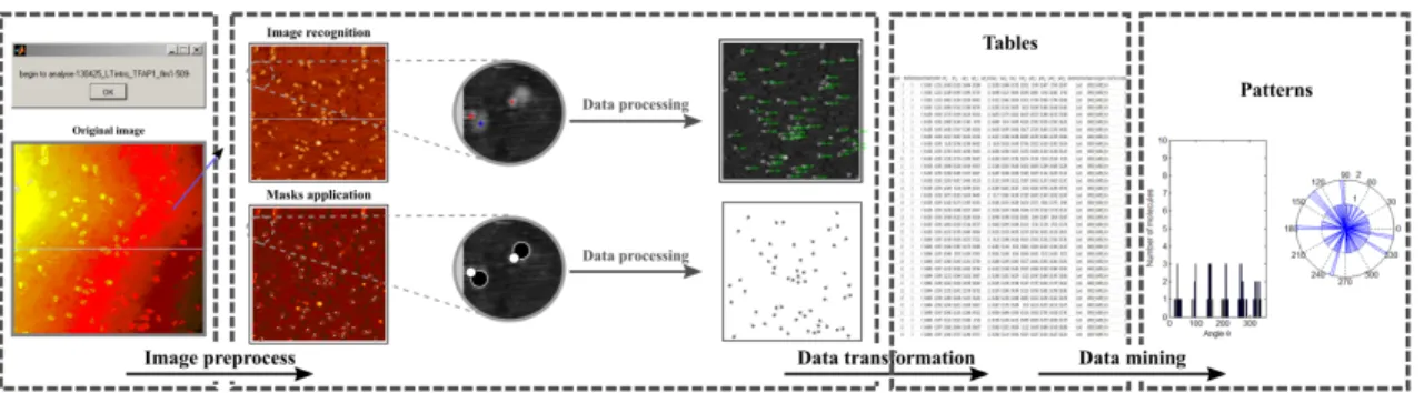 Figure 2.5  Schematic representation of the image analysis method. From left to right: