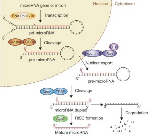 Figure 1.6 Biogenèse classique des microARNs (Winter et al., 2009)  La production du  miARN primaire par l'ARN polymérase II et le clivage de celui-ci par le complexe  Drosha-DGCR8 se déroule dans le noyau