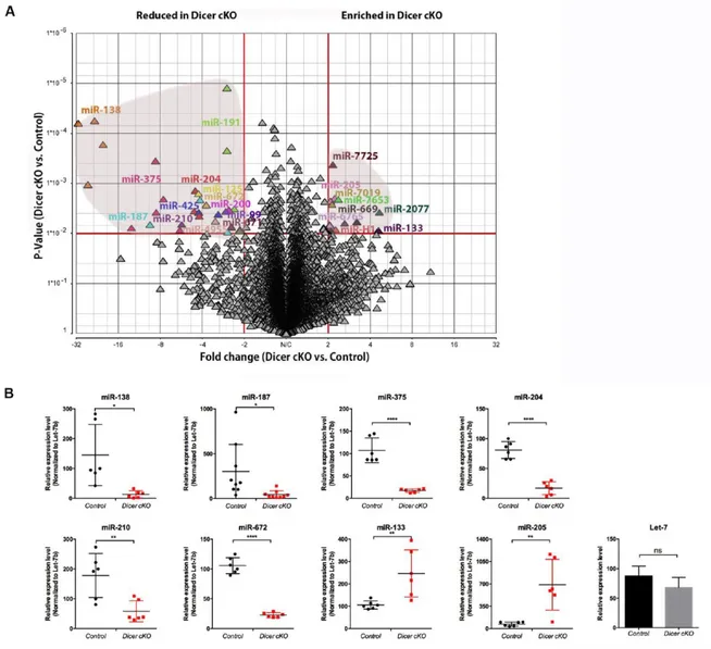 Figure  2.1  miRNA  signature  change  in  the  proximal  epididymis  region  (i.e.  initial  segment/caput) of Dicer1 cKO mice (A) The different miRNA profiles of Dicer1 cKO and  control mice are plotted on the volcano plot according to two-way ANOVA para