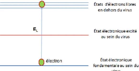 Figure 1. 1  Diagramme d'énergie électronique d'un système biologique tel qu'une particule virale  excitée par rayonnement gamma ou rayons X [13]