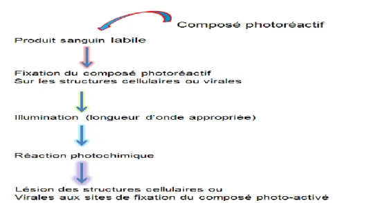 Figure 2. 1  Principe des techniques photochimiques d'inactivation virale des produits sanguins labiles  cellulaires [65]