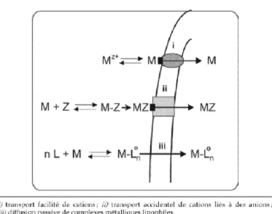 Figure  2 :  Prise  en  charge  des  métaux  par  les  organismes  aquatiques  i)  transport  facilité  de  cations ; ii) transport accidentel de cations liés à des anions ; iii) diffusion passive  de complexes métalliques lipophiles (Campbell et al., 2004