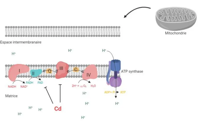 Figure 4 : Schéma de la chaîne d'électrons mitochondriale et effet du Cd d'après Wang et al