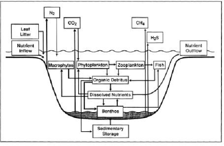 Figure  5 :  Le  rôle  des  macroinvertébrés  benthiques  dans  le  cycle  des  nutriments  et  le  contrôle  des  flux  de  nutriments dans les écosystèmes aquatiques d’après Covich et al
