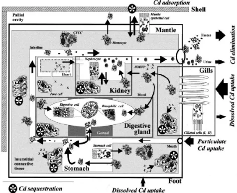 Figure 6 : Schéma de la gestion du Cd chez le gastéropode L. littorea (Marigómez et al., 2002)