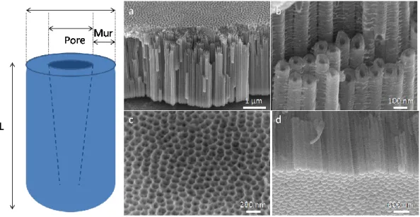 Figure II.6 : Schéma des dimensions d'un nanotube (à gauche) et observation au MEB des nanotubes de TiO 2