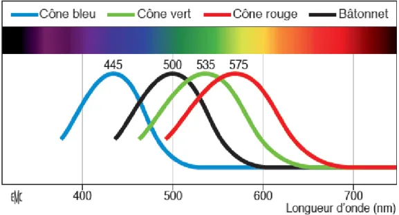 Figure 1.5 : Spectre d’absorption du bâtonnet et des cônes. 2