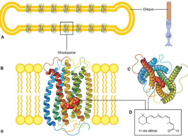 Figure  1.6 :  Structure  de  la  rhodopsine  et  son  organisation  dans  la  membrane  des  disques des bâtonnets