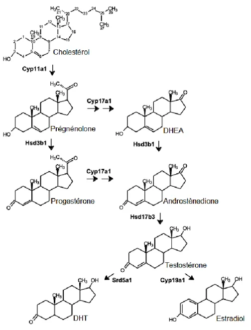 Figure 3 1.3.  Voies  communes  de  la  synthèse  des  stéroïdes  dans  les  cellules  de  Leydig
