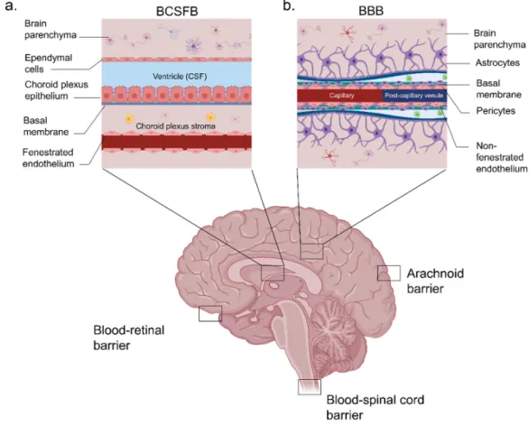 Figure 2: Location of the barriers of the nervous system and structure of the BBB and  BCSFB