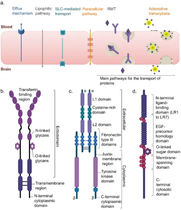 Figure 3: Transport mechanisms across brain barriers (a) and the general structure of the  transferrin receptor (TfR) (b), insulin receptor (c), and low-density lipoprotein receptor (LDLR) 