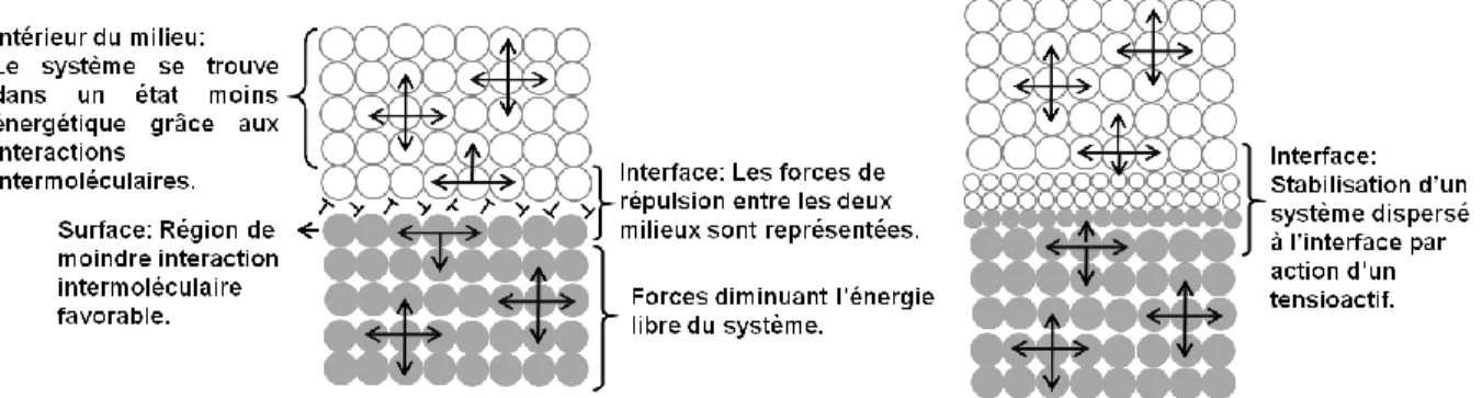 Figure 1.1. Représentation schématique d’un système binaire de milieux denses non-miscibles stabilisé par  l’action d’un surfactant