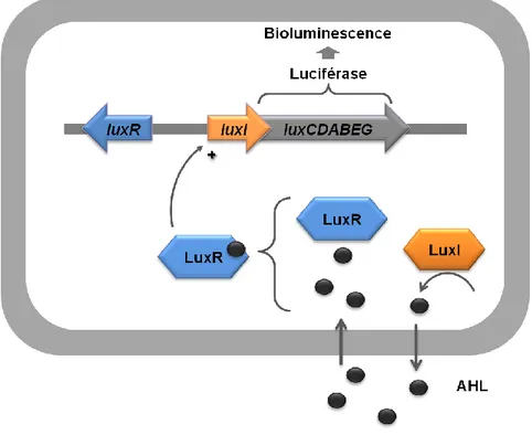 Figure 1.7. Schéma représentant le système de quorum sensing lux de Vibrio fischeri.  