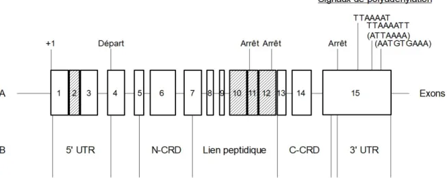Figure 1.3 : Structure de  lgals8. Modifié de Bidon-Wagner et coll., 2002. A) Les exons constitutifs sont  en blanc