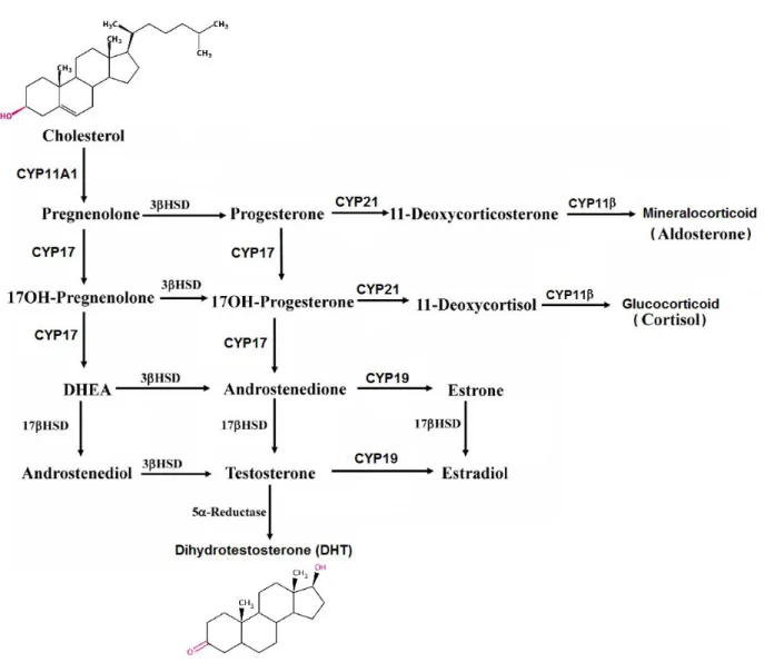 Figure 3: Steriodogenesis.   