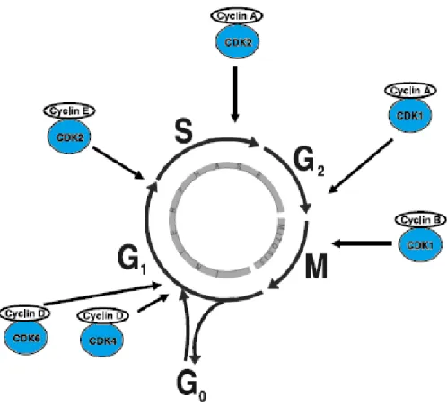 Figure 5: The stages of the cell cycle  