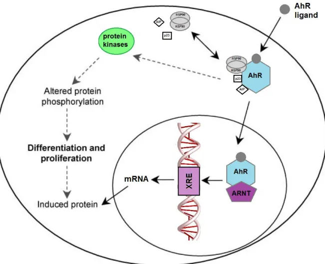 Figure 7: Aryl hydrocarbon receptor (AhR) signaling pathway  