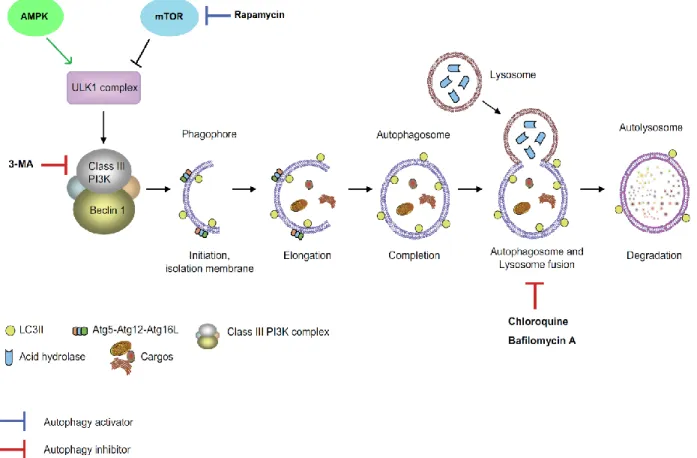 Figure 10: Autophagy mechanism. 