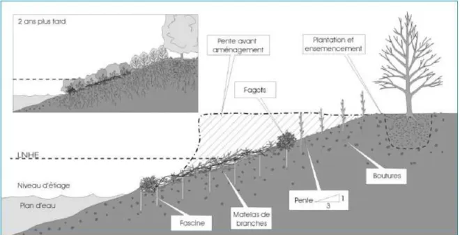 Figure 2.2  Stabilisation des berges par génie végétal 