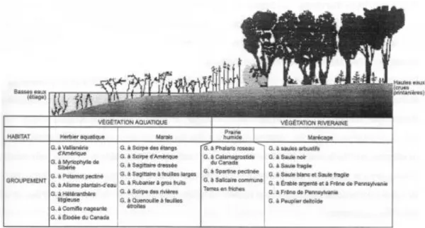Figure  3.6  Groupements  végétaux  des  milieux  humides  du  secteur  Varennes-Contrecoeur  (tirée de Armelin et Mousseau, 1998) 