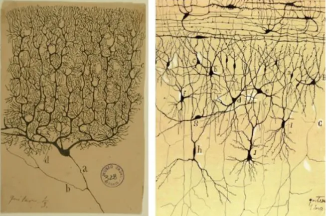 Figure 1-1. Drawings of neurons by Santiago Ramon y Cajal.  