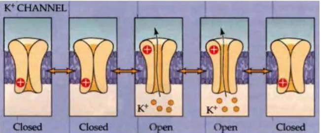 Figure 1-9 : Voltage-gated potassium channels can be in a closed or open state and do  not have an inactivated state