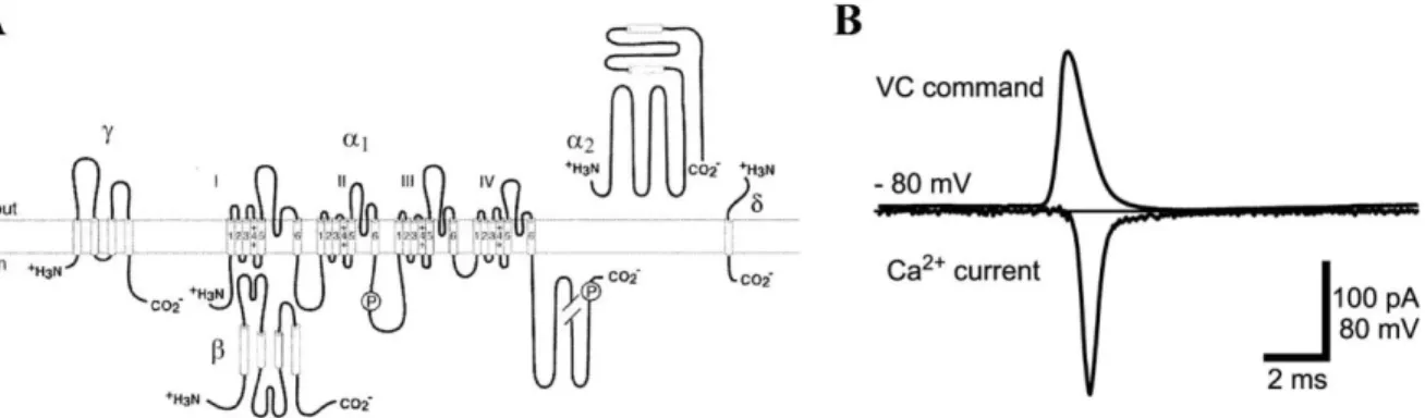 Figure 1-10: Structure and function of voltage-gated calcium channels.  